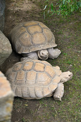 Giant tortoise - two turtles together and stones.