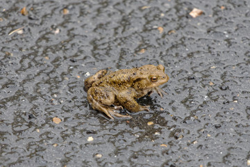 Le crapaud commun sous la pluie - France