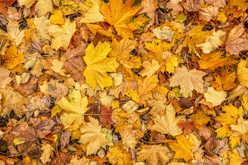 abstract background of autumn foliage in the garden
