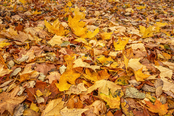 abstract background of autumn foliage in the garden