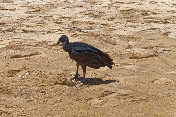 Un vautour charognard sur la plage : l'urubu noir - Guyane française
