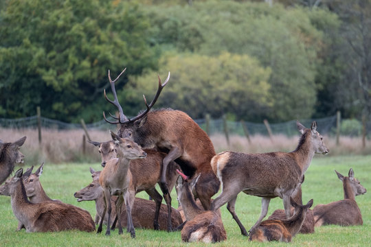 Group of red deer, including male with antlers and female hinds, photographed in autumn rain in countryside near Burley, New Forest, Hampshire UK.