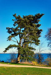 Old big cypress overlooking a lake.