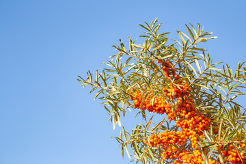 Closeup of sea buckthorne in front of blue sky with copy space