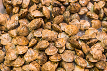 Fototapeta na wymiar Close up food photo of fresh organic shellfish at the farmers market stall