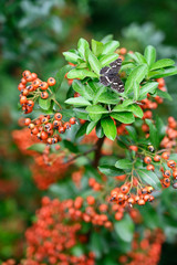 Araschnia levana -  butterfly reticulated on green leaves of a bush with orange fruits.