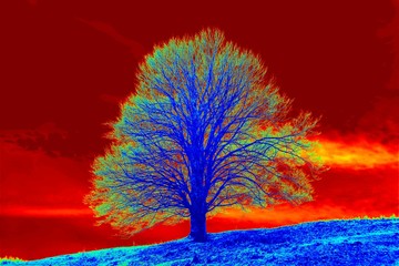 the silhouette of a colored tree