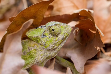 common cahmeleon