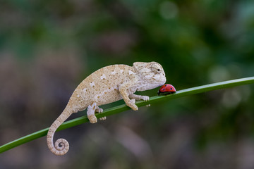 tiny chameleon © mehmetkrc