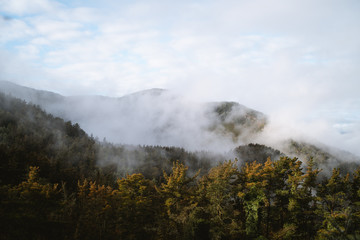 Fog rolling through the forest of Basque Country during autumn