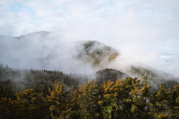 Fog rolling through the forest of Basque Country during autumn