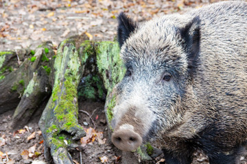 Kopfansicht eines Wildschweins neben einem Baumstumpf, Sus scrof