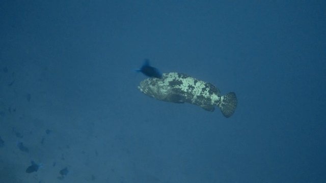Brown-marbled grouper (Epinephelus fuscoguttatus) swimming in deep blue sea