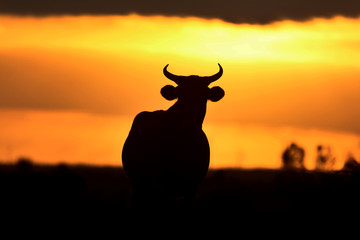 Fototapeta na wymiar Cow horn silhouette during sunset on the Rio Grande do Sul pampa