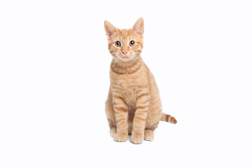 Beautiful cute orange cat