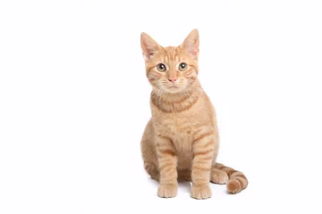  Beautiful cute orange cat © Djomas