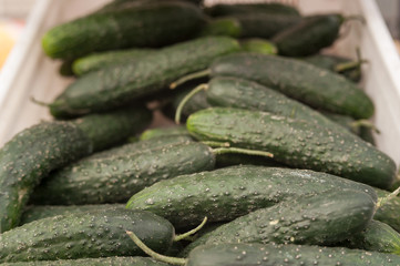 ripe green cucumbers lie on top of each other from a farm