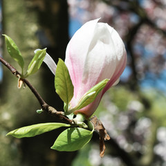 Fototapeta na wymiar magnolia tree blossom
