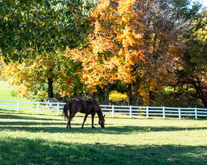 horse in the park