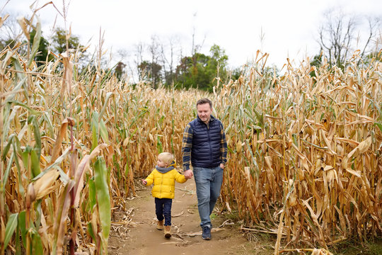 Family walking among the dried corn stalks in a corn maze.