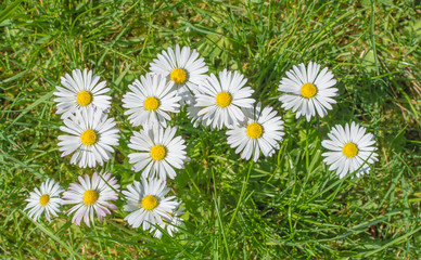 Fototapeta premium Daisies in the grass