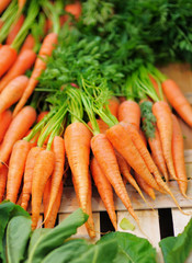 Carrots and salad on farmer agricultural market