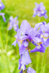 Lilac garden flowers irises grow in the garden in summer © Viktoriya09