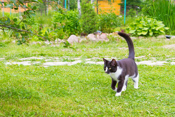 Black and white cat walks in the summer garden