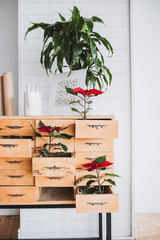 Wooden chest of drawers with plants inside