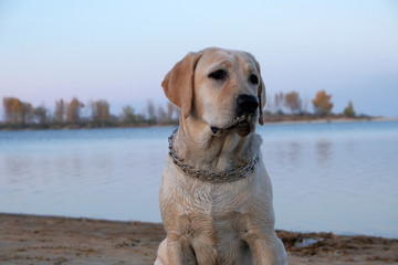 Labrador is sitting on the sand near the river. Six month old puppy with a metal collar. Evening sunset against a cloudless sky.