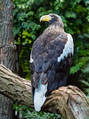 Sea Eagle