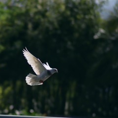 Obraz premium mewa latająca po niebie