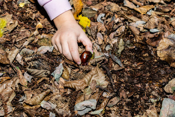 children harvesting chestnuts in the undergrowth