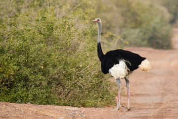 Photo of a male Ostrich at Sir Bani Yas island 