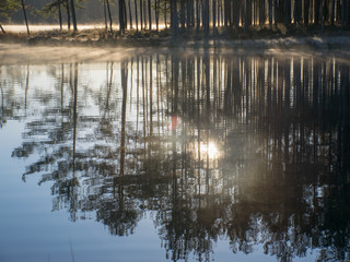 picture with tree silhouettes in sunlight