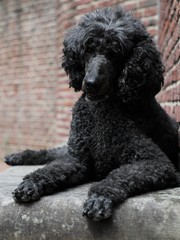Hübscher schwarzer Hund auf einer Bank vor einer roten Backsteinwand