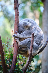 Adorable baby koala and mother sitting on tree branch eating eucalyptus leaves