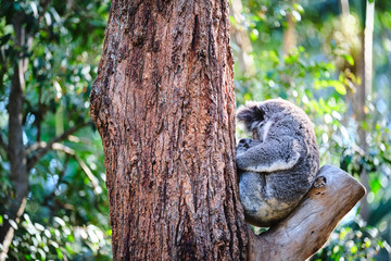 Adorable baby koala and mother sitting on tree branch eating eucalyptus leaves