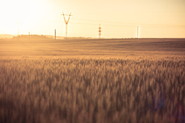 field of wheat