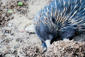Echidna closeup in wildlife sanctuary