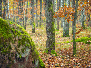 green moss on the stone and yellow oaks in the forest in autumn day