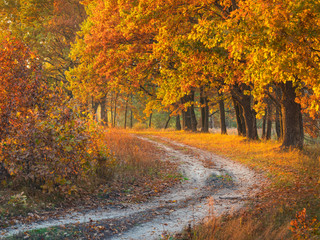 Fototapeta na wymiar golden light on the oaks with ground road in the park in autumn day