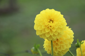 馬見丘陵公園　ダリア