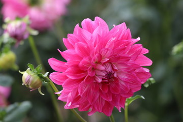 馬見丘陵公園　ダリア
