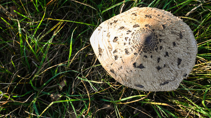 Parasol mushroom