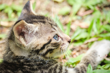 Cute kitten portrait with closeup on face and big blue eyes laying in the grass
