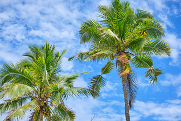 Fototapeta premium Palm trees with blue sky during on the Coral Coast, Fiji
