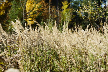 Wunder schöne Pflanzen im Herbst