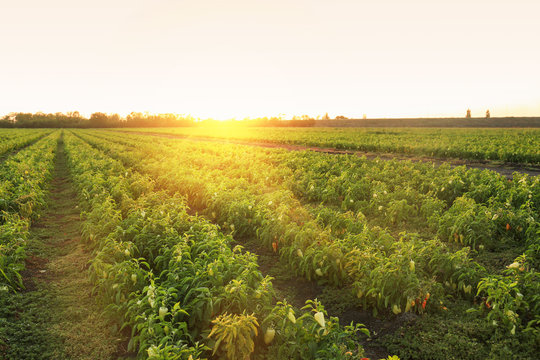 View Of Bell Pepper Field On Sunny Day