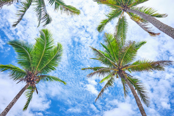 Palm trees with blue sky during on the Coral Coast, Fiji